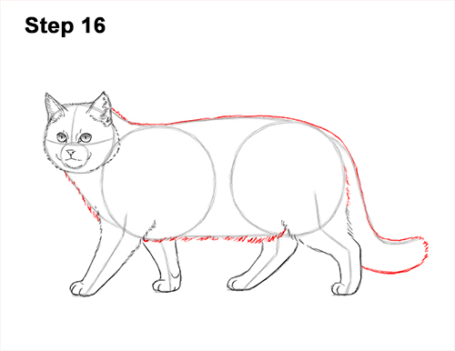 How to Draw a European Wildcat Cat Side View 16