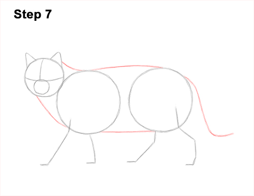 Draw a European Wildcat 7 How to Draw a European Wildcat Cat Side View 7