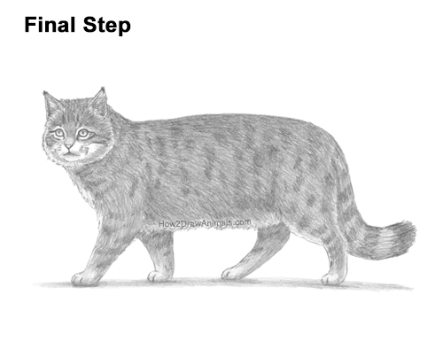 How to Draw a European Wildcat Cat Side View