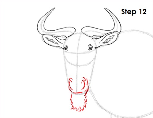 Wildebeest Drawing 12 Draw Wildebeest 12