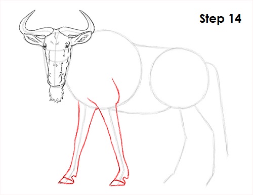 Wildebeest Drawing 14 Draw Wildebeest 14