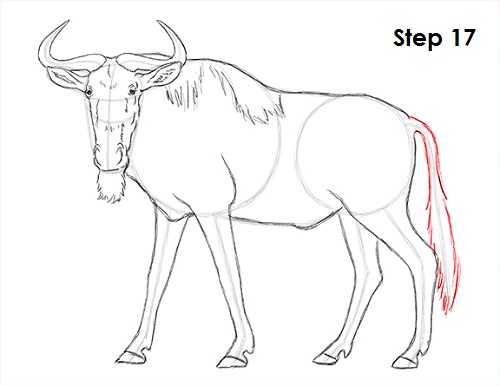 Draw Wildebeest 17