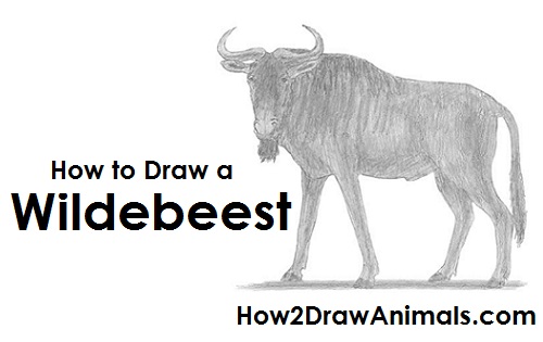 How to Draw a Wildebeest How to Draw a Wildebeest