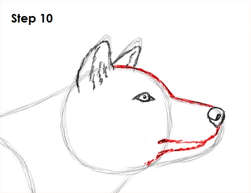 Draw Gray Wolf 10
