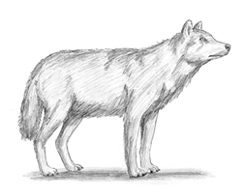 How to Draw a Wolf