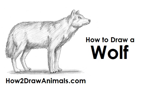 Gray Wolf Drawing How to Draw a Gray Wolf Side View