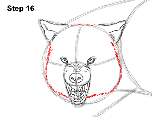 Draw Wolf Snarling 16