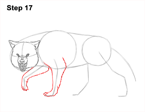 Draw Wolf Snarling 17