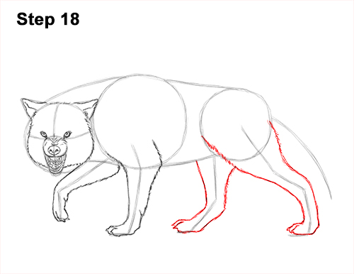 Draw Wolf Snarling 18