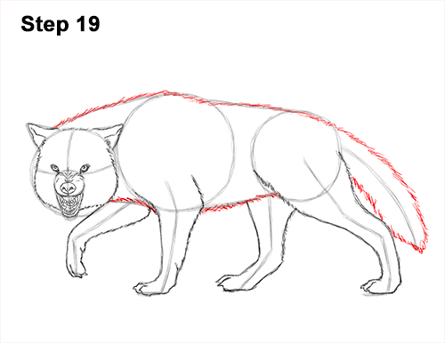 Draw Wolf Snarling 19