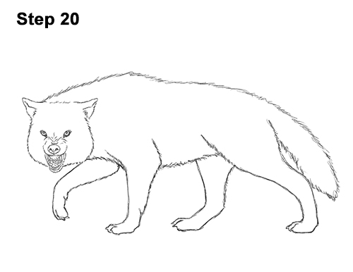 Draw Wolf Snarling 20