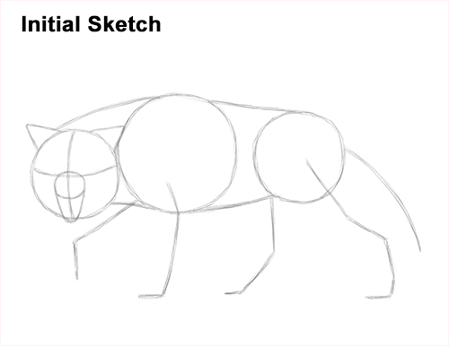 Wolf Growling Drawing Sketch Draw Wolf Snarling Sketch