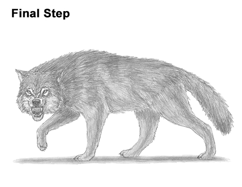 Draw Wolf Snarling