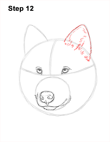 How to Draw Gray Wolf Head Portrait 12