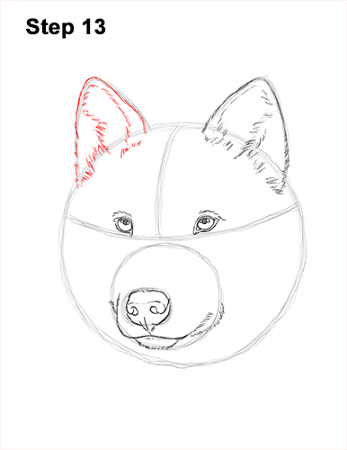 How to Draw Gray Wolf Head Portrait 13