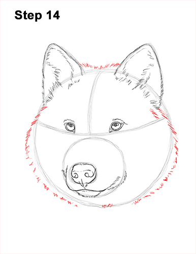 How to Draw Gray Wolf Head Portrait 14