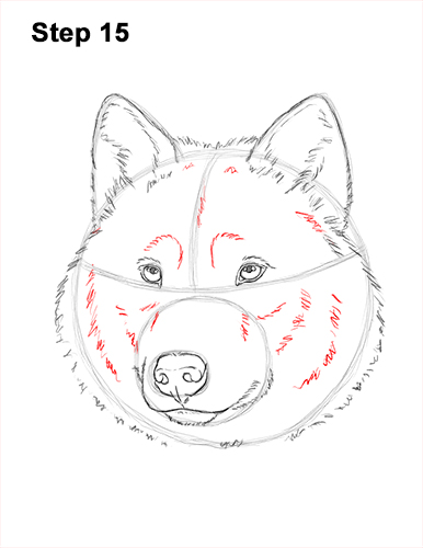 How to Draw Gray Wolf Head Portrait 15
