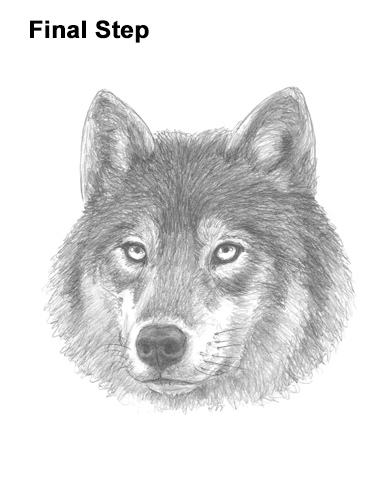 How to Draw Gray Wolf Head Portrait