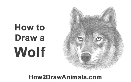 Draw a Wolf Head How to Draw a Gray Wolf Head Portrait Face