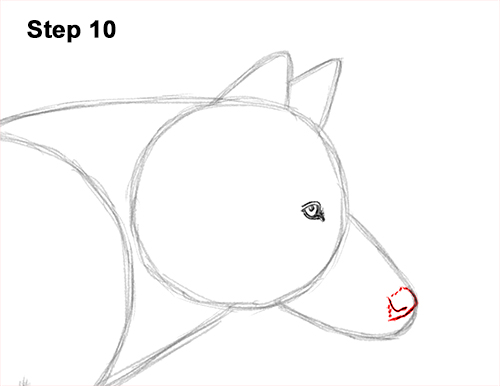 Draw a Wolf Running 10 How to Draw a Grey Timber Wolf Running Hunting 10