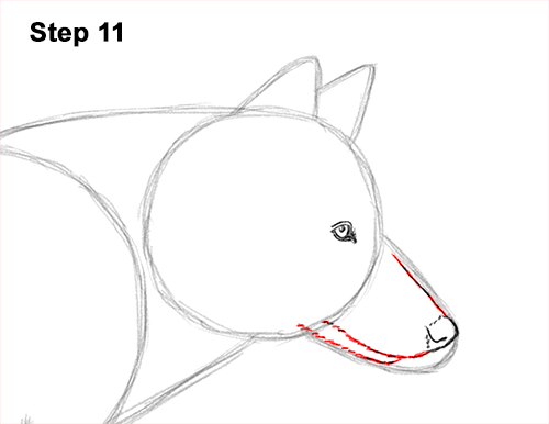 Draw a Wolf Running 11 How to Draw a Grey Timber Wolf Running Hunting 11