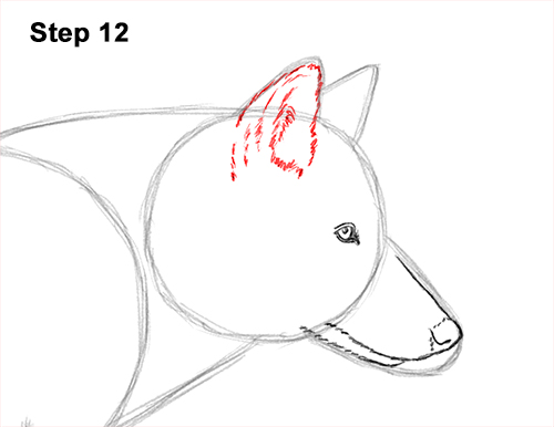 Draw a Wolf Running 12 How to Draw a Grey Timber Wolf Running Hunting 12
