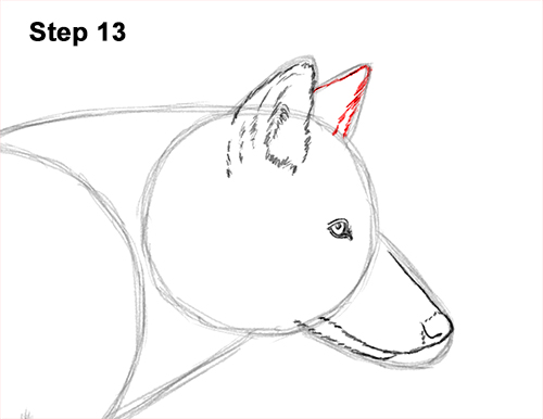 Draw a Wolf Running 13 How to Draw a Grey Timber Wolf Running Hunting 13