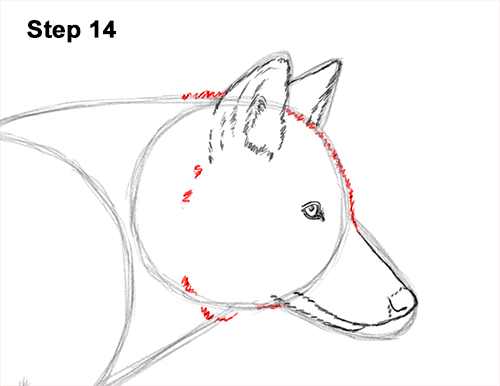 Draw a Wolf Running 14 How to Draw a Grey Timber Wolf Running Hunting 14