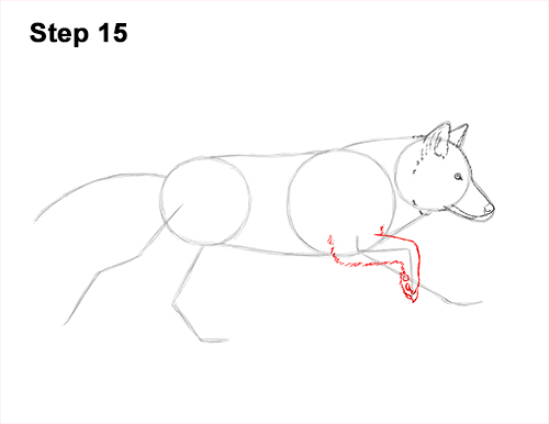 How to Draw a Grey Timber Wolf Running Hunting 15
