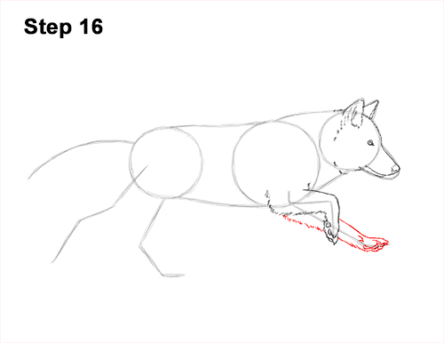 How to Draw a Grey Timber Wolf Running Hunting 16