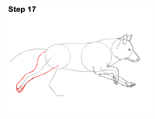 How to Draw a Grey Timber Wolf Running Hunting 17