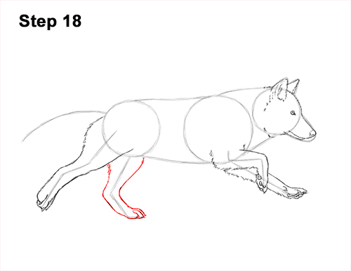 How to Draw a Grey Timber Wolf Running Hunting 18