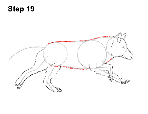 How to Draw a Grey Timber Wolf Running Hunting 19