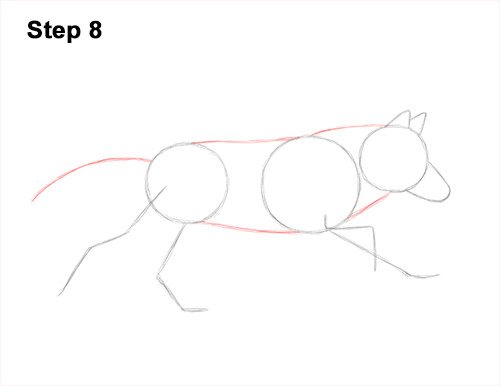 How to Draw a Grey Timber Wolf Running Hunting 8
