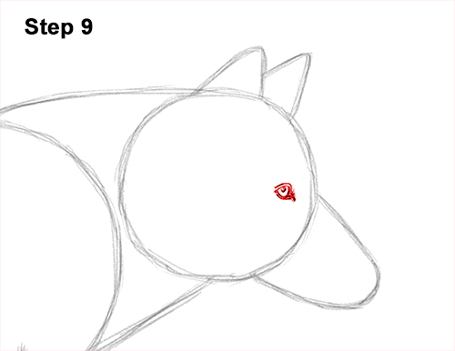 How to Draw a Grey Timber Wolf Running Hunting 9