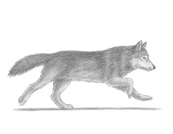 How to Draw a Gray Wolf Running