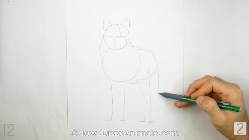 How to Draw a Wolf - Guidelines Initial Pencil Sketch