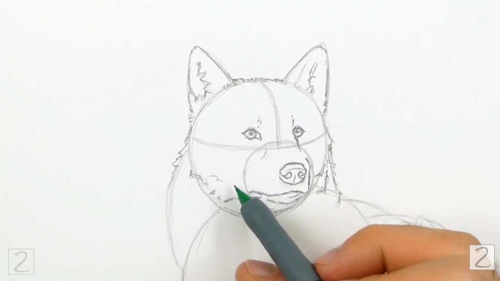 How to Draw a Wolf - Draw the Facial Features