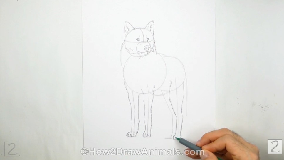 How to Draw a Wolf - Add the Legs