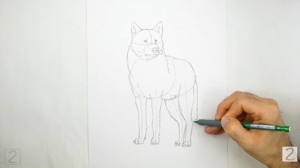 How to Draw a Wolf - Finish Up the Body and Tail