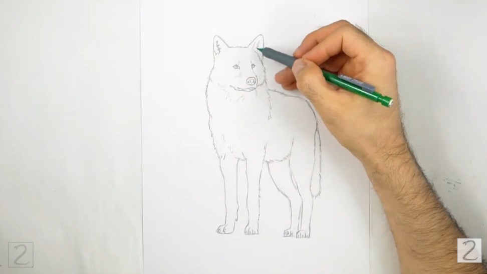 How to Draw a Wolf - Erase Guidelines and Clean Up Your Sketch