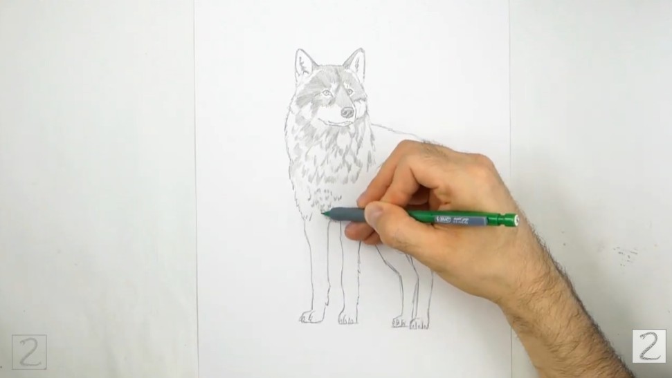How to Draw a Wolf - Begin Shading Your Drawing