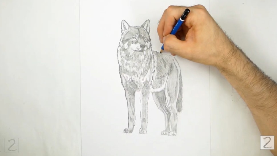 How to Draw a Wolf - Continue to Shade and Add an Outline for Definition