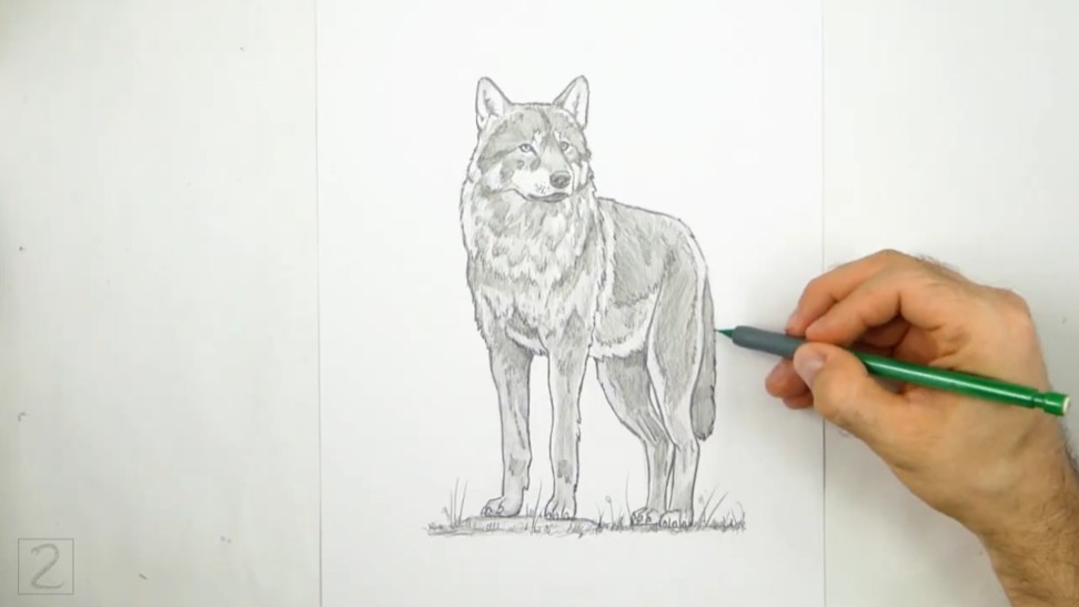How to Draw a Wolf - Add a Ground and More Details