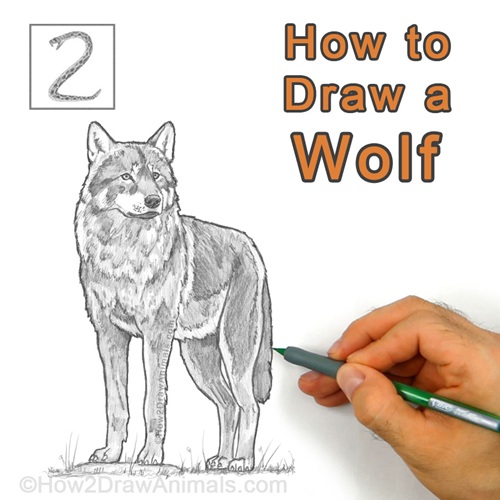 How to Draw a Wolf - Finish Up the Details, and You're Done!