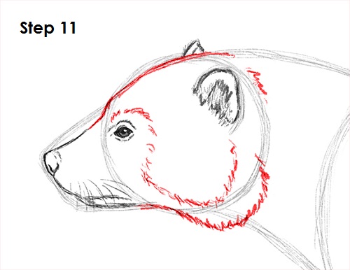 Draw Wolverine 11