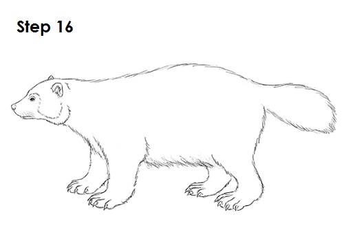 Wolverine 16 Draw Wolverine 16