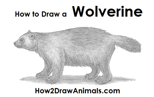 Draw a Wolverine Draw Wolverine