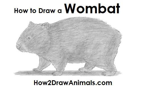 Wombat Drawing Draw a Wombat