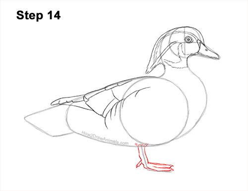 How to Draw a Wood Duck Male Drake Carolina 14